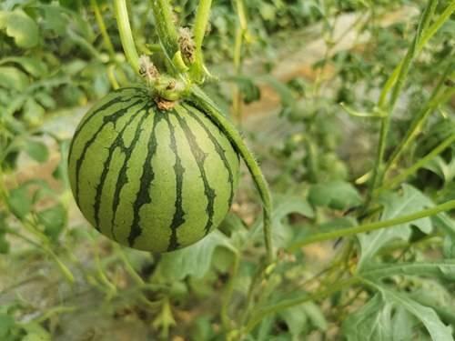 吃瓜学生网红东北