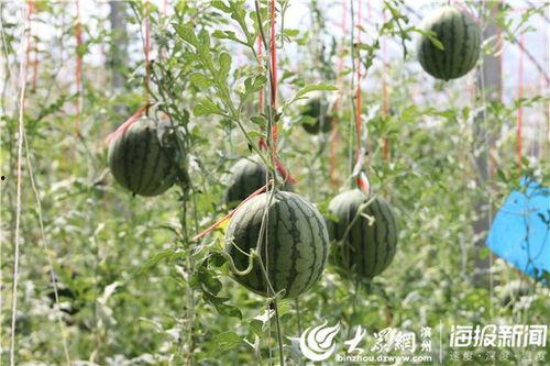 赣州网红吃瓜事件视频,揭秘网络舆论的风暴中心