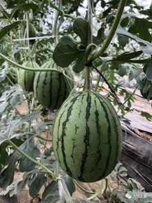 化隆网红吃瓜,揭秘网络红人的幕后故事