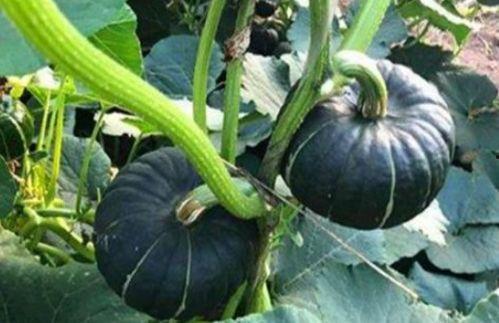 吃瓜八卦网红名字叫什么,揭秘网红“吃瓜八卦”背后的故事