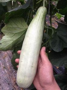 网红吃的软瓜叫什么来着,软瓜的独特魅力与美味之谜