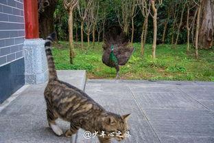 小肥猫吃瓜网,揭秘娱乐圈幕后故事，带你领略明星真实生活