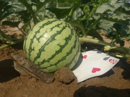 玩网吃瓜,玩网吃瓜,揭秘明星幕后故事