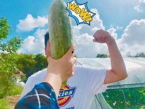 男女合作的网红吃瓜