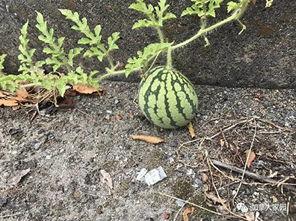 网红黑历史吃瓜网,吃瓜网带你一探究竟