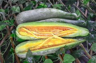 湖南网红吃瓜,揭秘网络红人的幕后故事