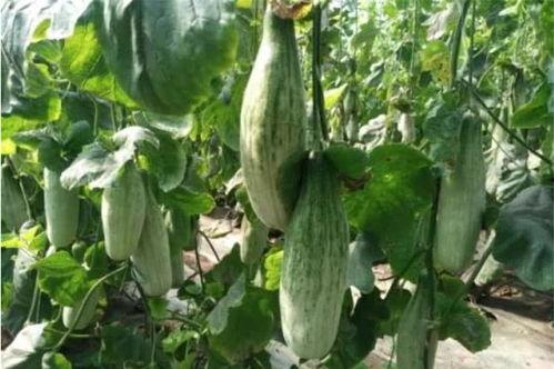 网红瓜群吃小甜瓜,甜蜜瞬间引爆网络