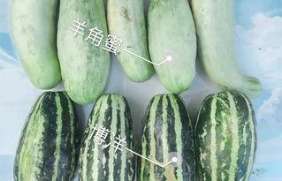 免费网红吃瓜视频大全